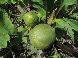 Image result for durman obecný plod