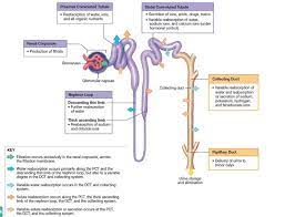 An Overview Of Urine Formation Biology Facts Nursing School Survival Study Biology