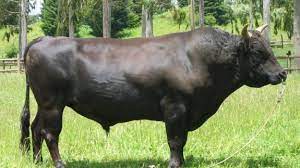 Bulls 101 Definition Differences From Cows Beef2live Eat Beef Live Better