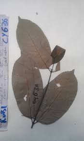 Image result for Cuviera semseii