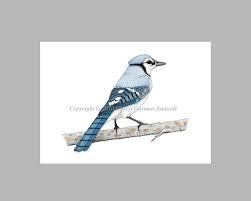 Blue Jay Pen and Ink Stippling Art Print by Cheryl - Etsy