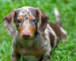 Pattern Double Dapple Double Dapple Dachshunds Usually Have Large Areas Of White On Their Bodies In Addition To T Dapple Dachshund Dachshund Puppies Dachshund