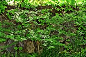 Image result for Zanthoxylum tenuipedicellatum