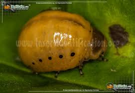 Maybe you would like to learn more about one of these? Swamp Milkweed Leaf Beetle Labidomera Clivicollis