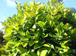 Image result for Warneckea sansibarica