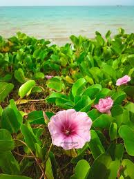 Kerna bila diingatkan kembali, berkebun adalah hobiku semenjak dahulu lagi, seingatku, ketika berada di. Jalan Jalan Di Pd Waterfront Blog Sihatimerahjambu