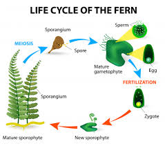 Life Cycle Of The Fern Kidspressmagazine Com Fern Life Cycle Life Cycles Plant Study