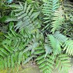 Image result for Pteris tripartita