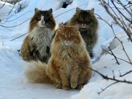This sub is dedicated to the one true master race of cats, the norwegain mountain cat. Fascinating Facts About Norwegian Forest Cats Cats On Catnip