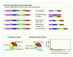 The Vast Majority Of Multi Exon Genes In Humans Undergo Alternative Splicing Which Greatly Increases The Functional Dive Mutual Exclusion Predictions Function