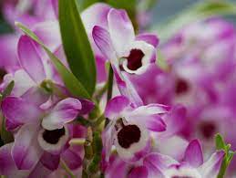 What Is Dendrobium Extract Know Your Pre Workout Supplement Ingredients Sixpacksmackdown Sixpacksmackdown Sixpacksmackdown