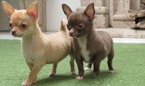 Chihuahuas Hgg Perros De Mexico Venta De Cachorros Cachorros Chihuahua Venta De Perros Criaderos De Perros