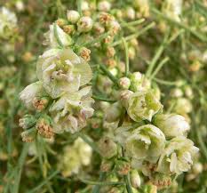 Image result for Salsola