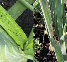 Image result for Onion Thrips