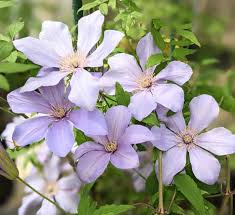 Image result for Clematis costata