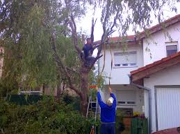 Primarul general, nicușor dan, a anunțat joi, pe facebook, demiterea șefului direcției de mediu a capitalei, pe care îl acuză că a avizat tăierea a… mai departe ». Piticul De GrÄdinÄ TÄieri De Arbori