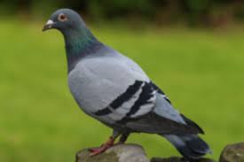 • most important thing of all, 100% money back guarantees if you are not satisfied with these product. Pigeon Feeding Feeding To Win Winning Pigeon Racing And Racing Pigeons Strategies Pigeon Insider