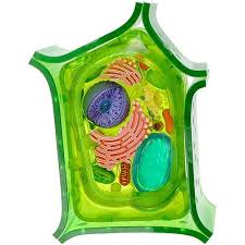 In the case of this plectranthus hybrid, the abaxial i am only found in plant cells, and some lucky slugs, and i am green, round and oblong, located inside. Plant Cell Model Plant Cell Cell Model