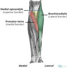 Arm anterior muscles labeled 3d illustration. The Cubital Fossa Borders Contents Teachmeanatomy