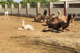 Apart from getting to know about a lot of facts and information about camels we can also relish the lassi and ice creams made out of camel milk which is known to be a bit salty unlike other. Explore Bikaner A Private 2d 1n Trip From Jodhpur Dollar