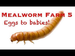 Mealworm Farm 5 Eggs To Babies