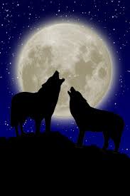 In the case of a wolf howling at the moon, try and collect a few images from different angles to better understand the shape of the wolf's open mouth. Wolf Howling At Moon Drawings Posted By Sarah Anderson