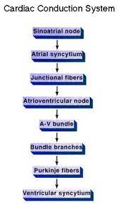 BIOELECTRICITY 1 Heart's Electrical Conduction System The heart is  primarily made up of muscle tissue. A network of nerve f