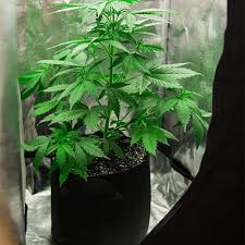 Lighting a commercial grow room. Building Your First Indoor Grow Room Setup The Social Weed