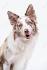 11 Stunning Border Collie Colors (Coat Markings & Pictures)