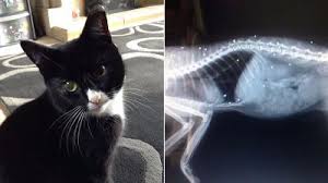 Lots of pumpkins available till nov. Miracle Black Cat Survives Being Shot 30 Times Itv News
