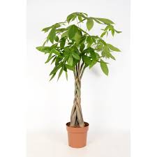 Image result for pachira obrázek