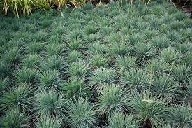 The fruit is not ornamentally significant. Blue Hair Grass Green Meadow Growers