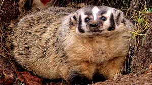 Travel guide resource for your visit to badger. Education