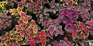 Image result for Coleus coeruleus