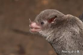 Image result for Batopedina linearifolia