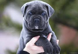 Our blue cane corso brindle is indeed a very rare color. 20 Pictures Of Cane Corso