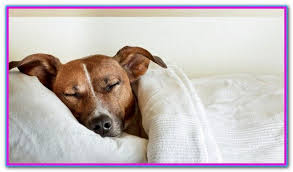 How To Keep Dog Off Bed At Night Dog Sleeping In Bed Sleeping Dogs Dog Sleeping Bag