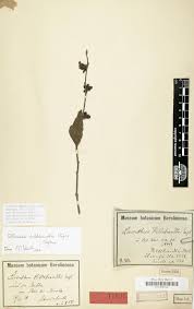 Image result for Antherotoma tenuis