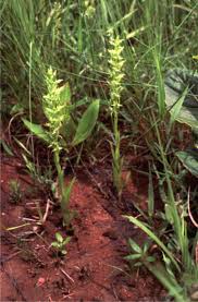 Image result for Habenaria schimperiana