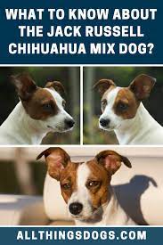 Jack Russell Chihuahua Mix Dog Chihuahua Mix Jack Russell Jack Russell Chihuahua Mix