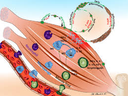 Check spelling or type a new query. Summary Of General Interactions Between Immune And Muscle Cells Download Scientific Diagram
