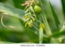 Image result for Coix lacryma-jobi