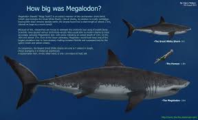 Megalodon Size Chart Bing Images Heim Trainingsplan