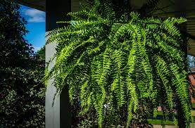 Find the latest porch group, inc. 25 Best Front Door Plants Plants For Your Front Door