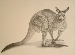 Red Kangaroo Kangaroo Drawing Wildlife Art Koala Drawing