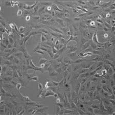 For tax collector offices or license plate agents, please visit their respective website or call for additional information. Pdf Growth And Maintenance Of Vero Cell Lines