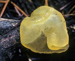 Often seen glistening at head height on a crisp clear. Jelly Fungi