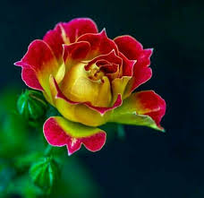 Beautiful Yellow And Red Rose Love Flowers Beautiful Roses Pretty Flowers