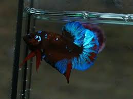 Ohmpk Blue Black Galaxy Koi