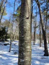 Tend to contain descriptions of trees that are found within a certain geographic area, such as 'the eastern united states' or 'southern new england'. Bark A Great Way To Identifying Trees In The Winter Unh Extension